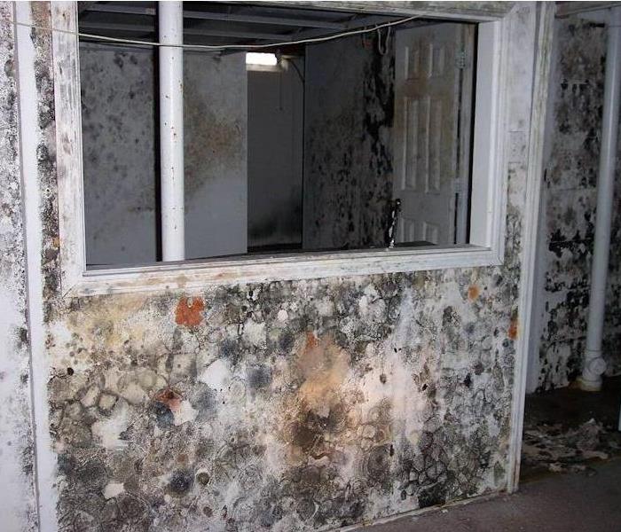 Interior wall of a house spotted with green, gray, and orange mold damage.